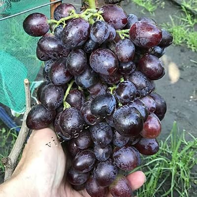 Виноград Красноє Пламя на кущу