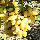 Купити саджанці винограду Мускат Дубовський в Україні