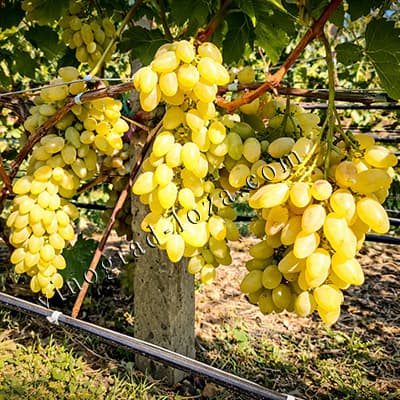 Грона винограду Мускат Дубовський на кущі