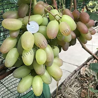 Гроно винограду Преображеніє крупним планом