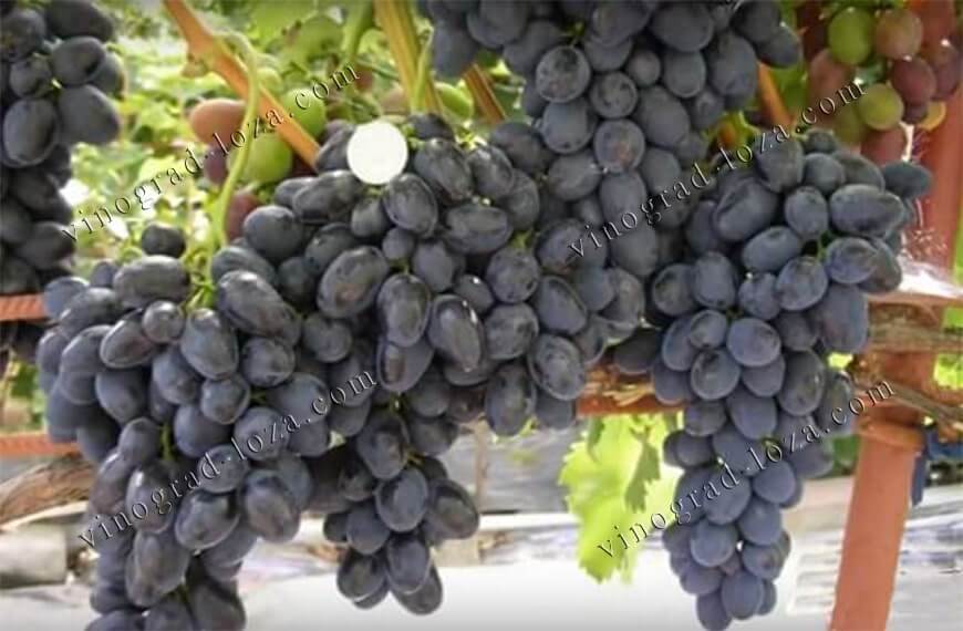 Описание сорта винограда Забава: фото и отзывы