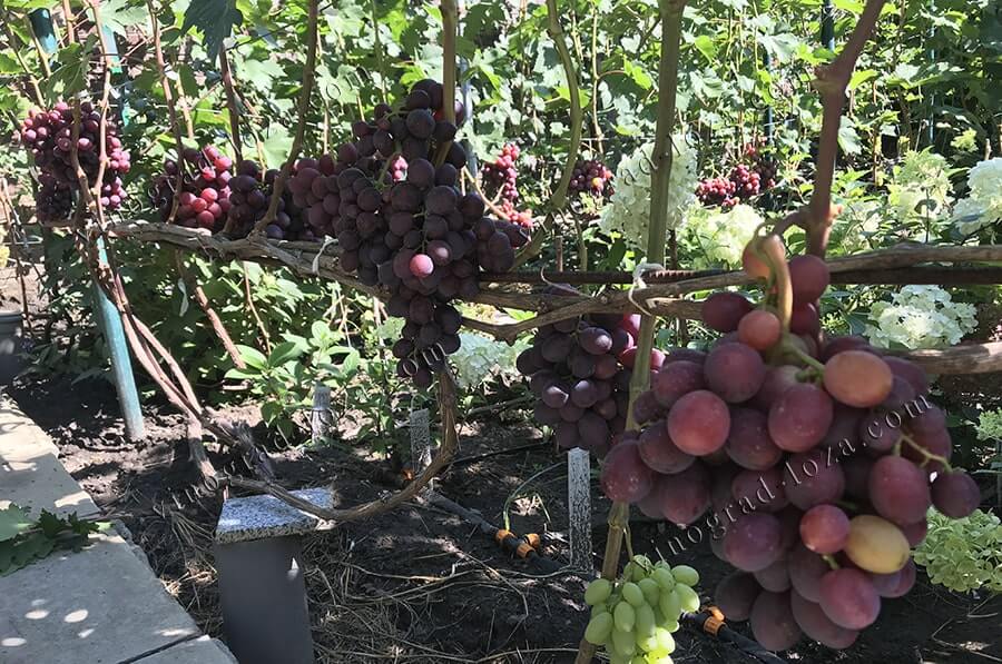 Ультра ранний виноград Заря Несветая описание сорта, нагрузка куста фото