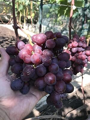 Купити саджанець винограду Заря Несветая в Україні фото