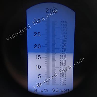 Гроно винограду Галахад на вагах