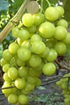 Сорт винограду Прима України опис, фото, відгуки