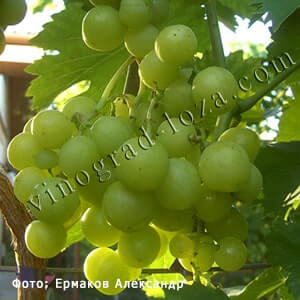 Сорт винограду Прима України фото та опис