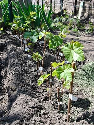 Как высадить школку и ухаживать за виноградом весной после зимы