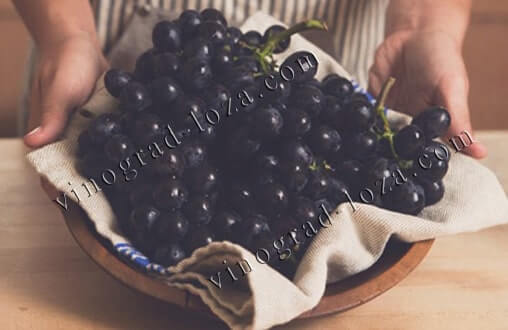 Лучшие сорта винограда без косточек кишмиш