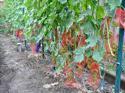 Работы по защите ягод винограда от ос и птиц в августе