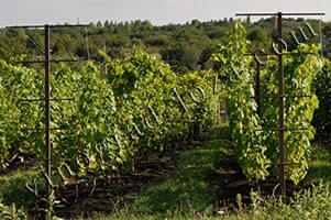 Уход за виноградом и календарь работ - Vinograd-Loza