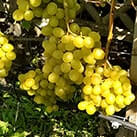 Купити саджанці винограду Мускат медовий з доставкою