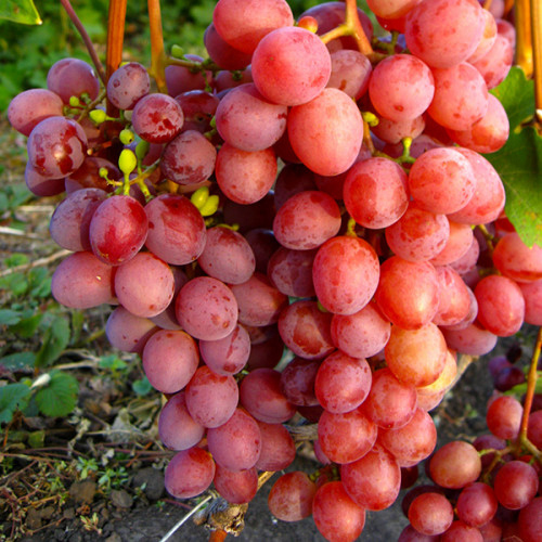 Очень ранний сорт винограда Изумление фото и описание