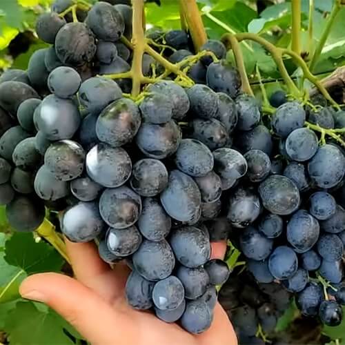 Очень ранний сорт винограда Шарада UA фото и описание