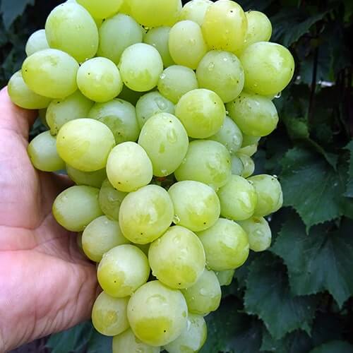 Ультра ранний сорт винограда Евгения фото и описание