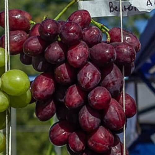 Ультра ранний сорт винограда Велюр фото и описание