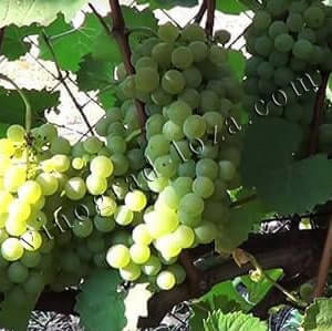 Сорт винограду Цитронний магарача фото та опис