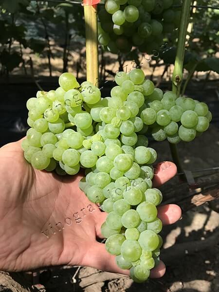 Морозоустойчивый виноград, кишмиш Спартанец фото