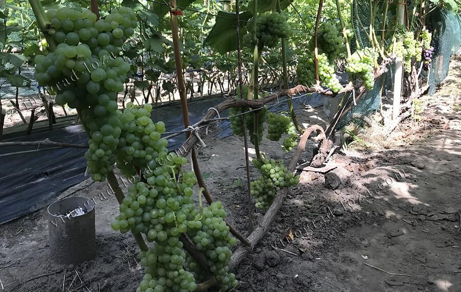 Неукрывной виноград кишмиш Спартанец, формирование и нагрузка куста фото
