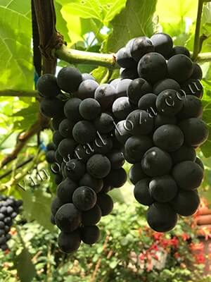 Морозоустойчивый виноград кишмиш Венус описание сорта фото отзывы