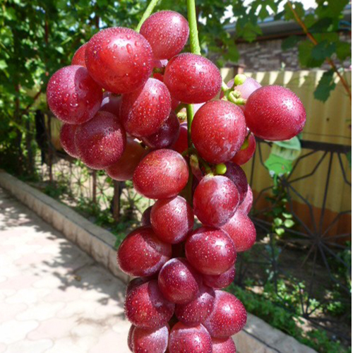 Розмір і вага ягід винограду Ізумленіє фото