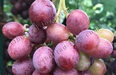 Дуже ранній виноград опис сорту, фото, відгуки