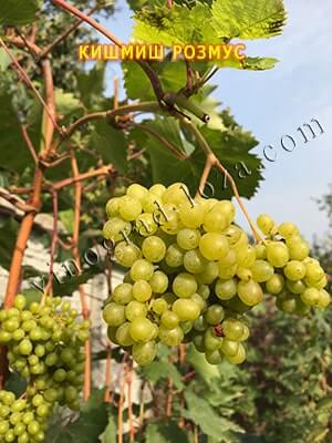 Фото пасинкового врожаю на винограді Розмус