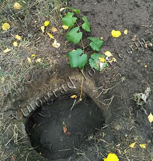 Посадка вегетирующего саженца винограда в яму