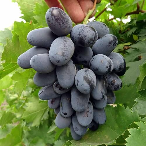 Сорт винограда Лорано характеристика и фото