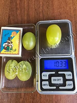 Виноград Брестовица размер и вес ягод фото