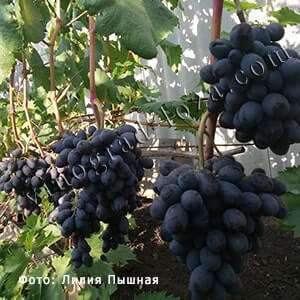 Сорт винограда Каталония купить саженцы в Украине фото