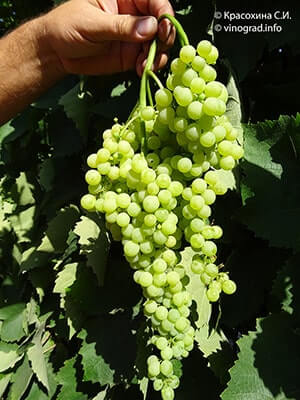 Бессемянный виноград Коктейль описание сорта фото отзывы