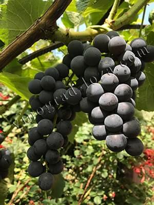 Сорт винограда кишмиш Венус описание фото отзывы