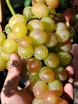 Купить саженцы винограда Ливия
