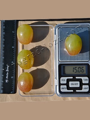 Сорт винограду Лівія розмір та вага ягоди