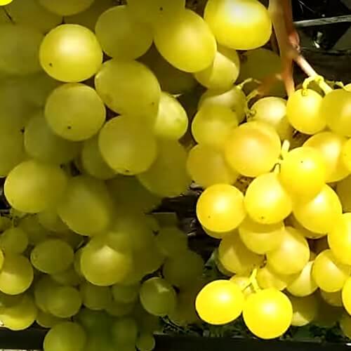 Сорт винограда Мускат медовый фото