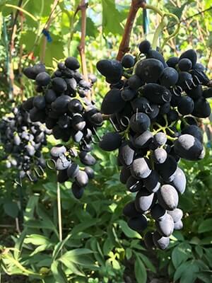 Сорт винограду Надія АЗОС опис фото відгуки