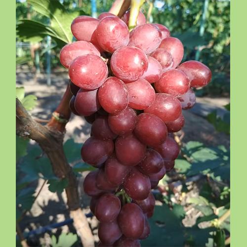 Ультра ранний виноград Изумление описание сорта и фото