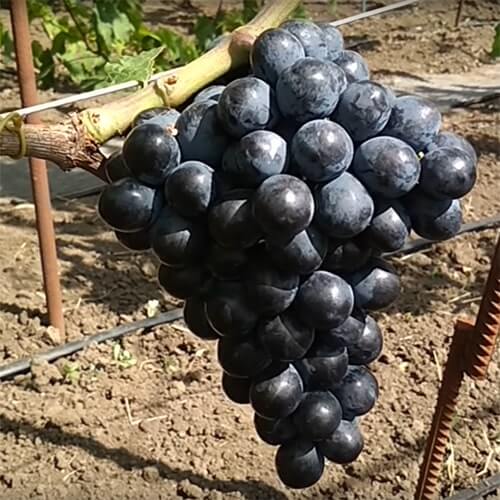 Ультра ранній морозостійкий виноград Шарада UA фото