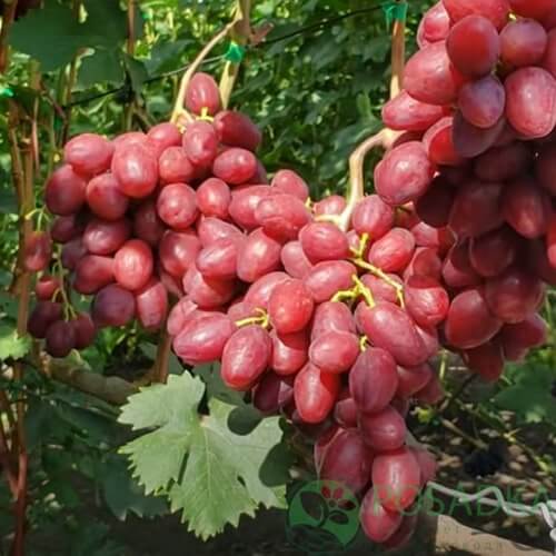 Ультра ранній виноград Велюр фото