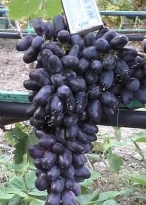 Сорт винограда Академик Дженеев описание фото отзывы