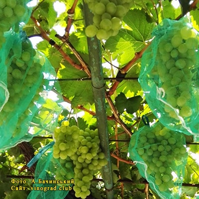 Сорт винограда Альбина купить саженцы в Украине фото