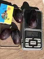 Сорт винограду Алвіка фото, опис, відгуки