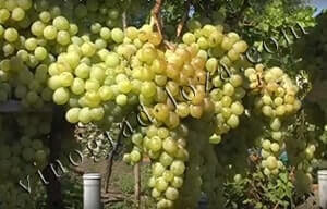 Сорт винограду Антоній великий опис фото відгуки