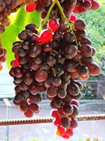 Сорт винограду Батьківщина фото, опис, відгуки