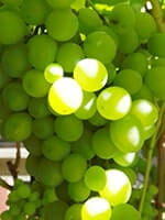Сорт винограду Біла церква<br>(Білоцерківський) фото, опис, відгуки