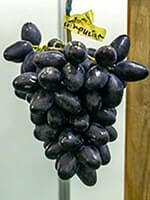 Сорт винограду Чорний Кристал опис, фото, відгуки