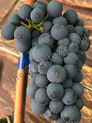 Винний виноград Леон Мійо фото