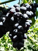 Сорт винограду Євгенія опис, фото, відгуки
