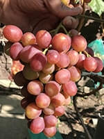 Сорт винограду Гурман райдужний опис, фото, відгуки