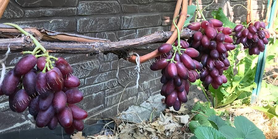 Сорт винограда Канеда Бьютифул Фингер урожай 2020 фото